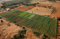 Organic farm near Madurai, South India.