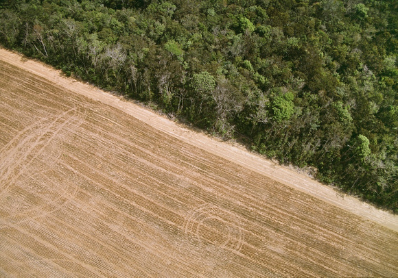Primary forest vs agriculture, Brazil