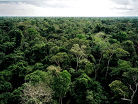 Primary forest canopy, Brazil