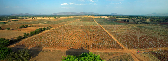 Karnataka, vineyards