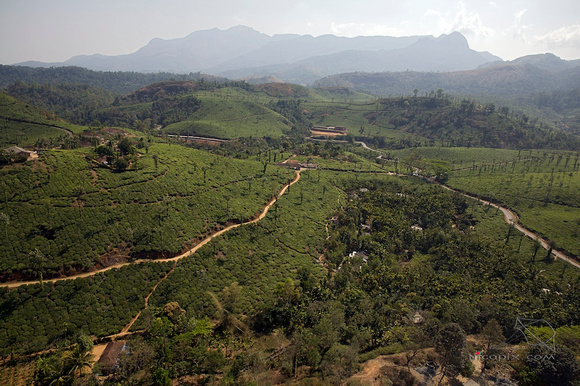 Kalpetta, tea plantations