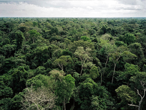 Primary forest canopy, Brazil