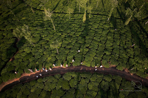 Tea plantation, North Kerala
