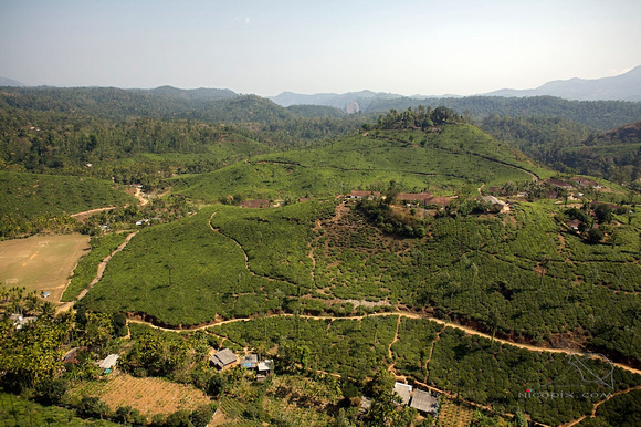 Kalpetta, tea plantations