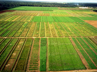 Technique du Semis sur Couverture Vegetale dans une fazenda d'hybridation de riz.