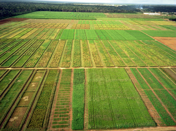 Technique du Semis sur Couverture Vegetale dans une fazenda d'hybridation de riz.